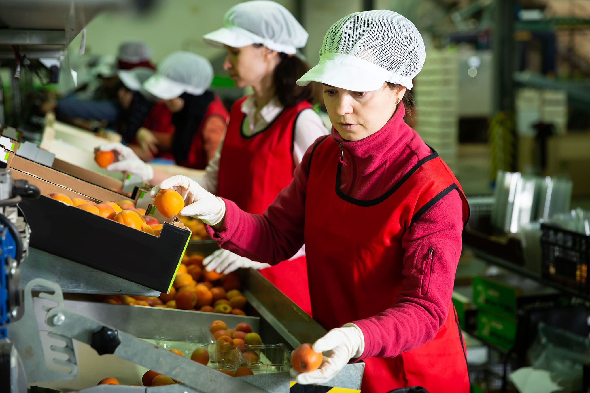 Alimentación Alimentación